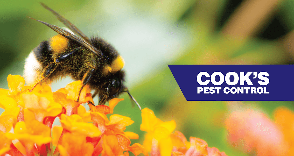 Bumblebee on orange flowers with Cook's Pest Control logo.