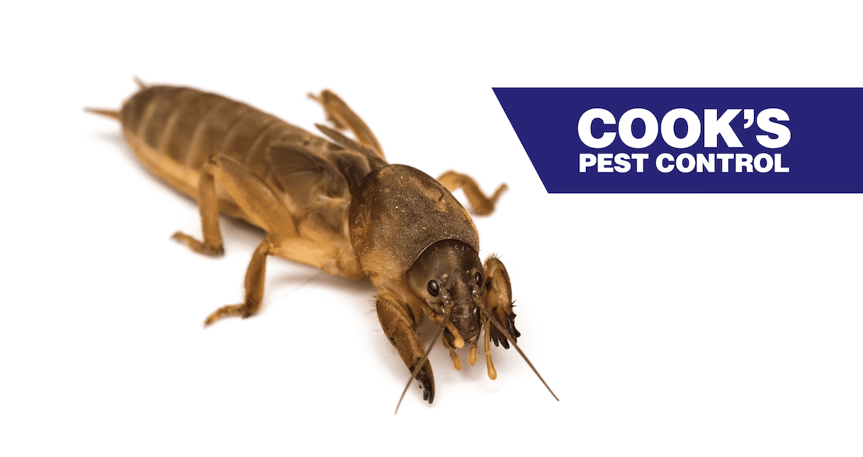 Mole cricket on white with Cook's Pest Control logo.