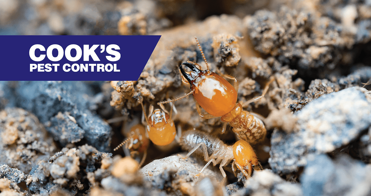 Close-up of termites on soil with Cook's Pest Control logo.