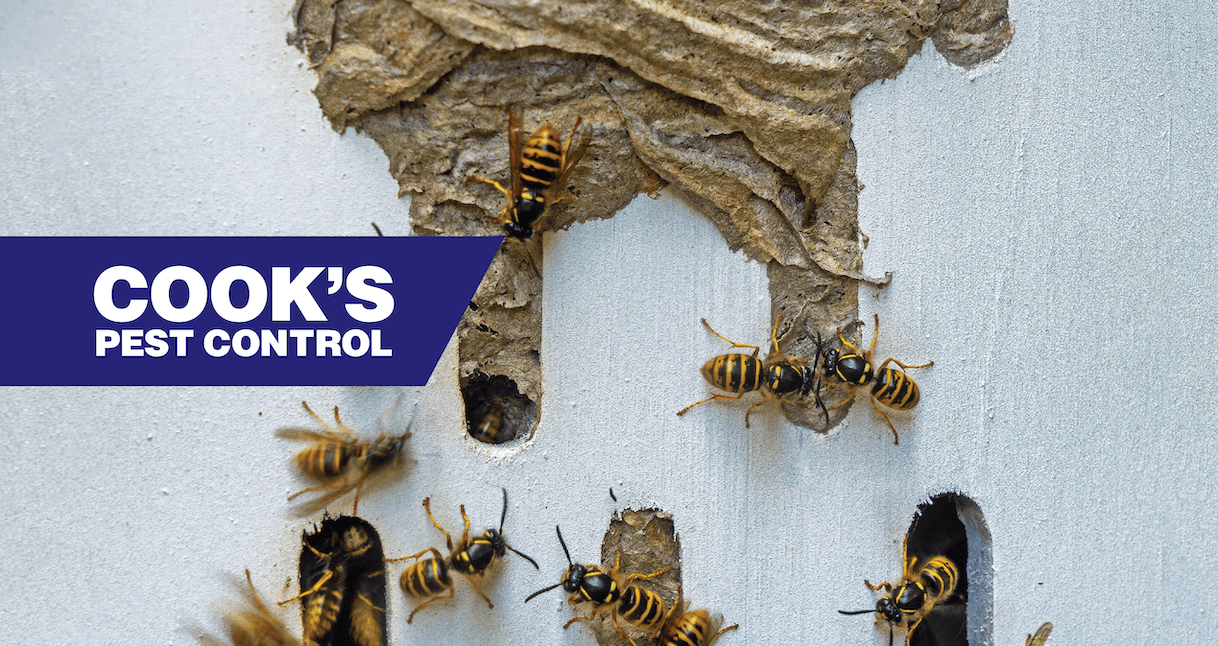 Wasps near nest on a wall with Cook's Pest Control logo.