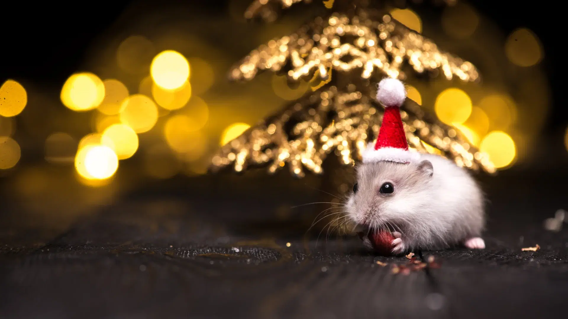 A small mouse wearing a Santa hat sits in a holiday-themed setting, highlighting the importance of Cook's Pest Control in keeping homes pest-free during the festive season.