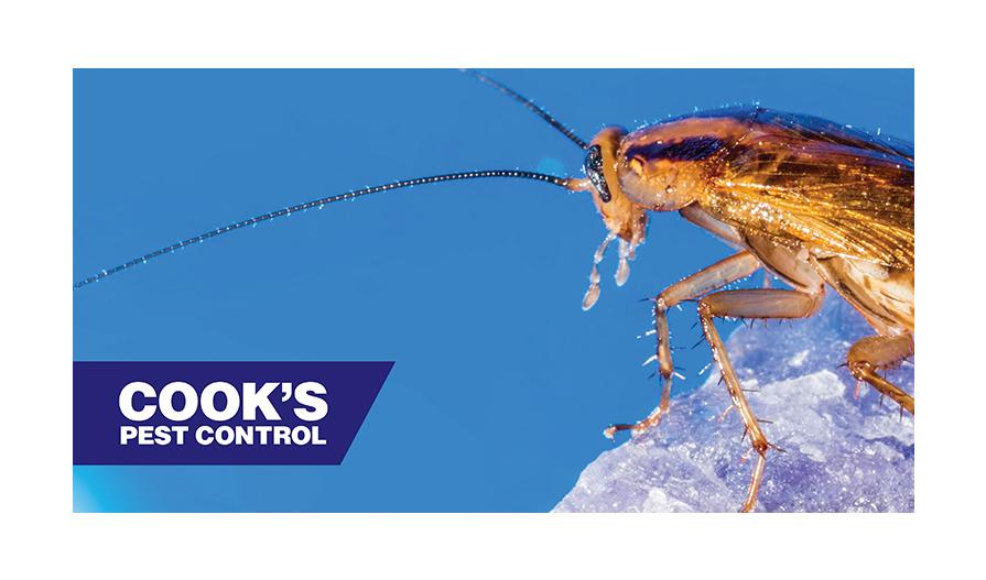 Close-up of a cockroach on a blue background with the Cook's Pest Control logo in the corner.