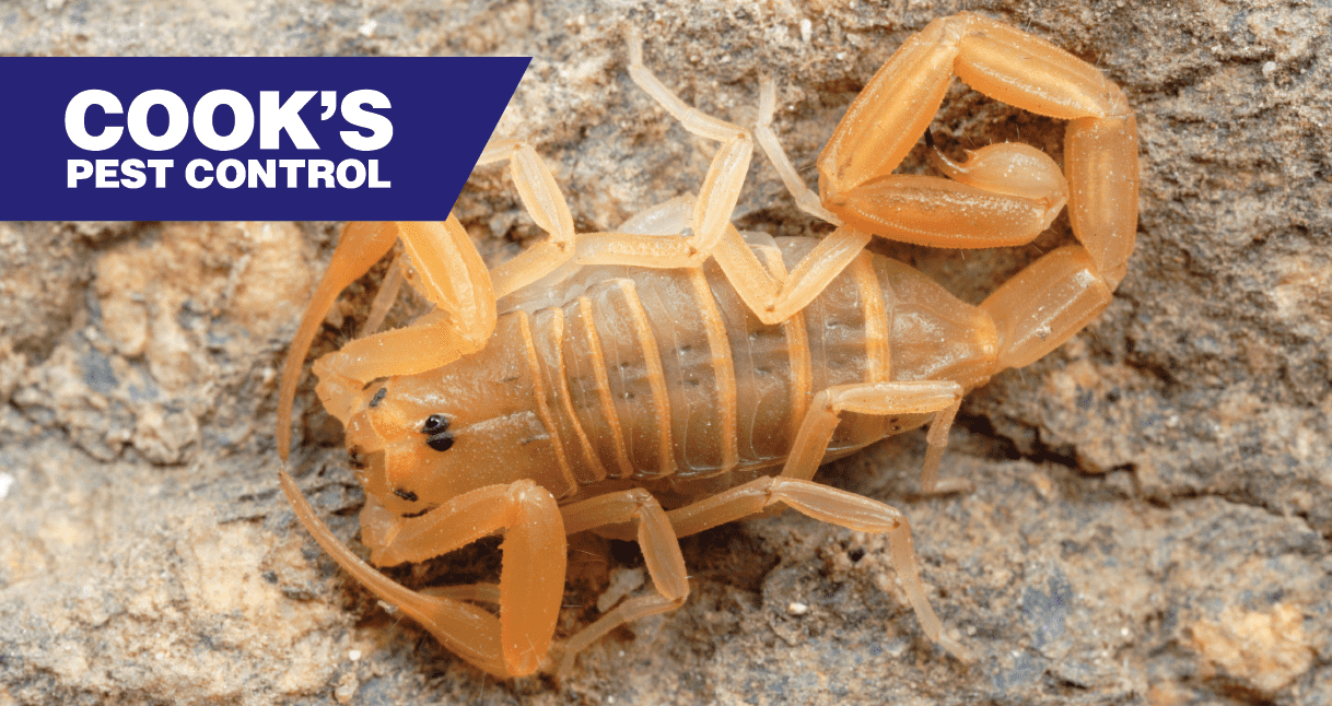 Scorpion Identification Newnan, GA